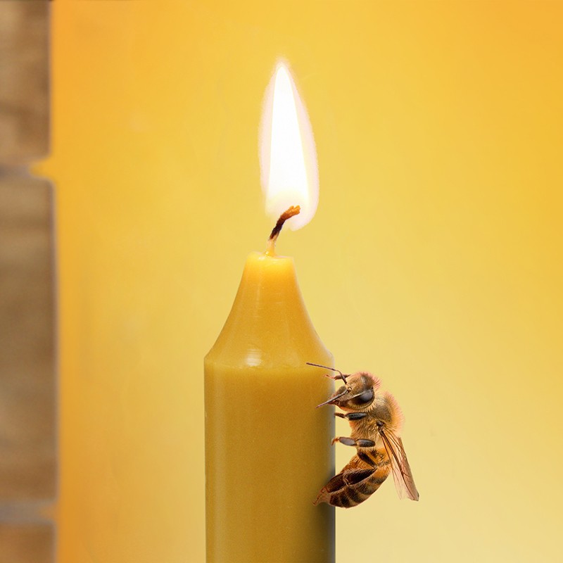 Velas de Cera de Abeja con Aroma de Miel